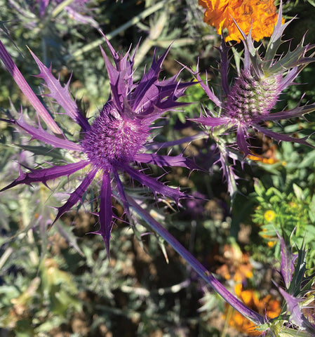 Eryngium, Purple Sheen