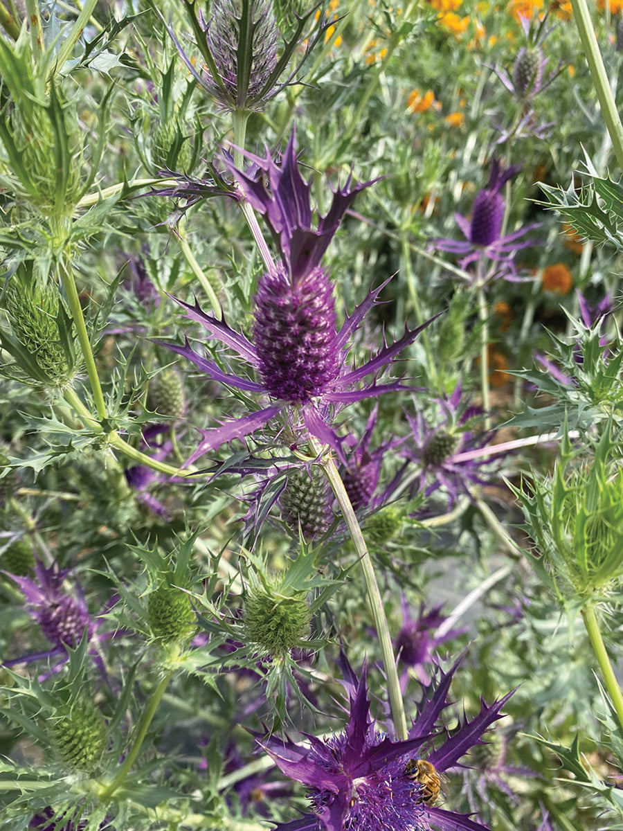 Eryngium, Purple Sheen