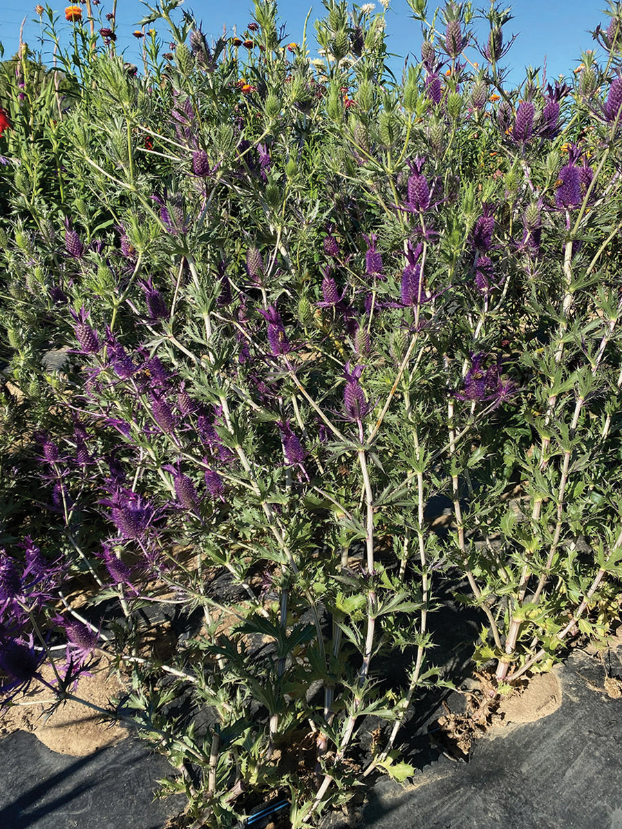 Eryngium, Purple Sheen