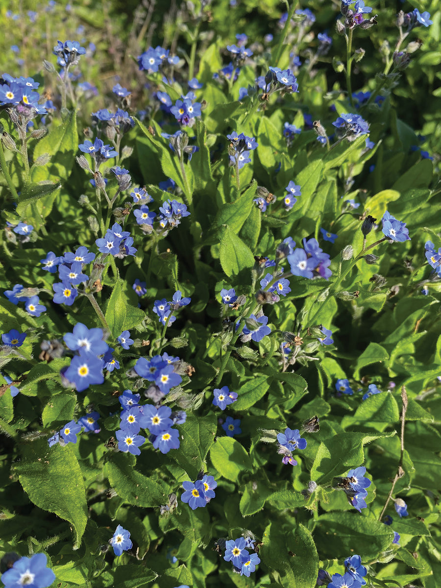 Forget-Me-Not, Bellamy Blue