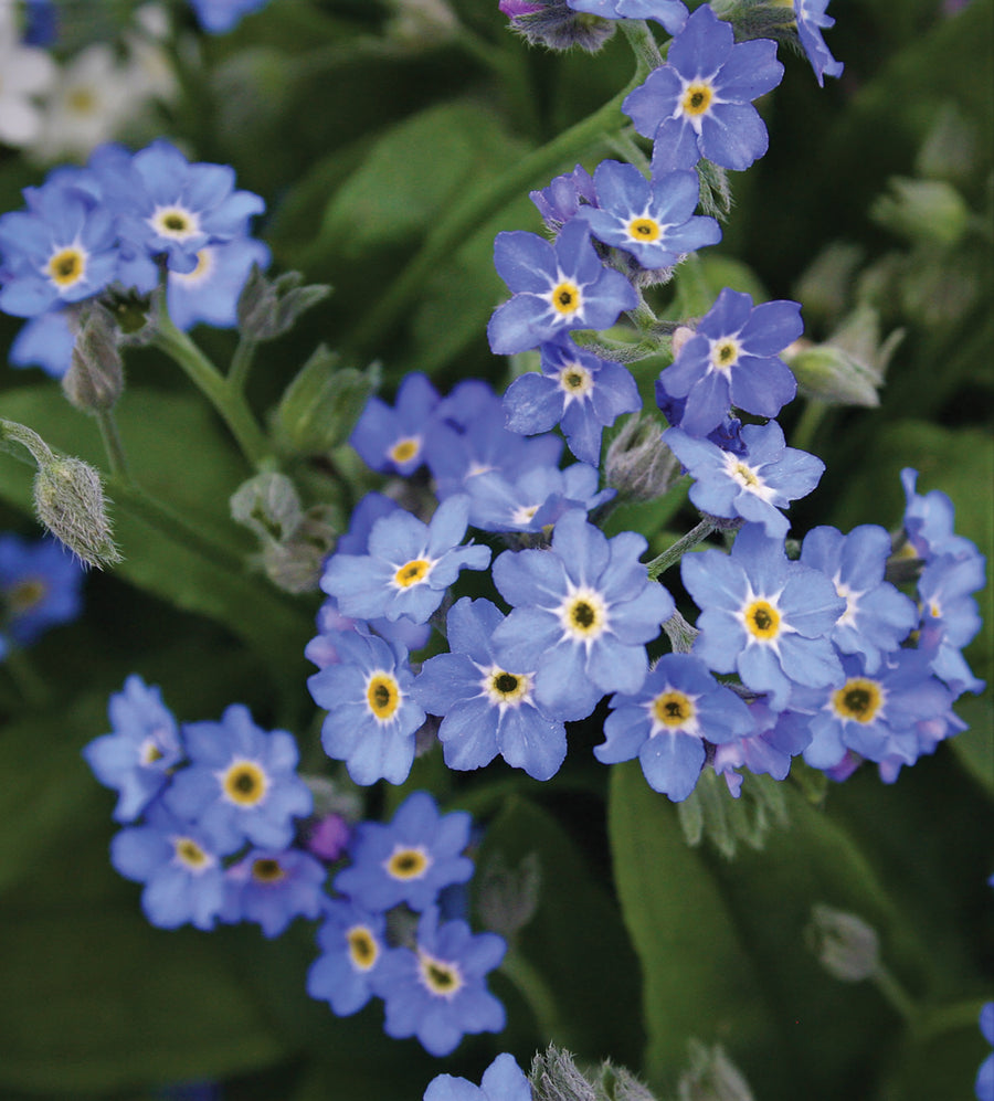 Forget-Me-Not, Bellamy Blue