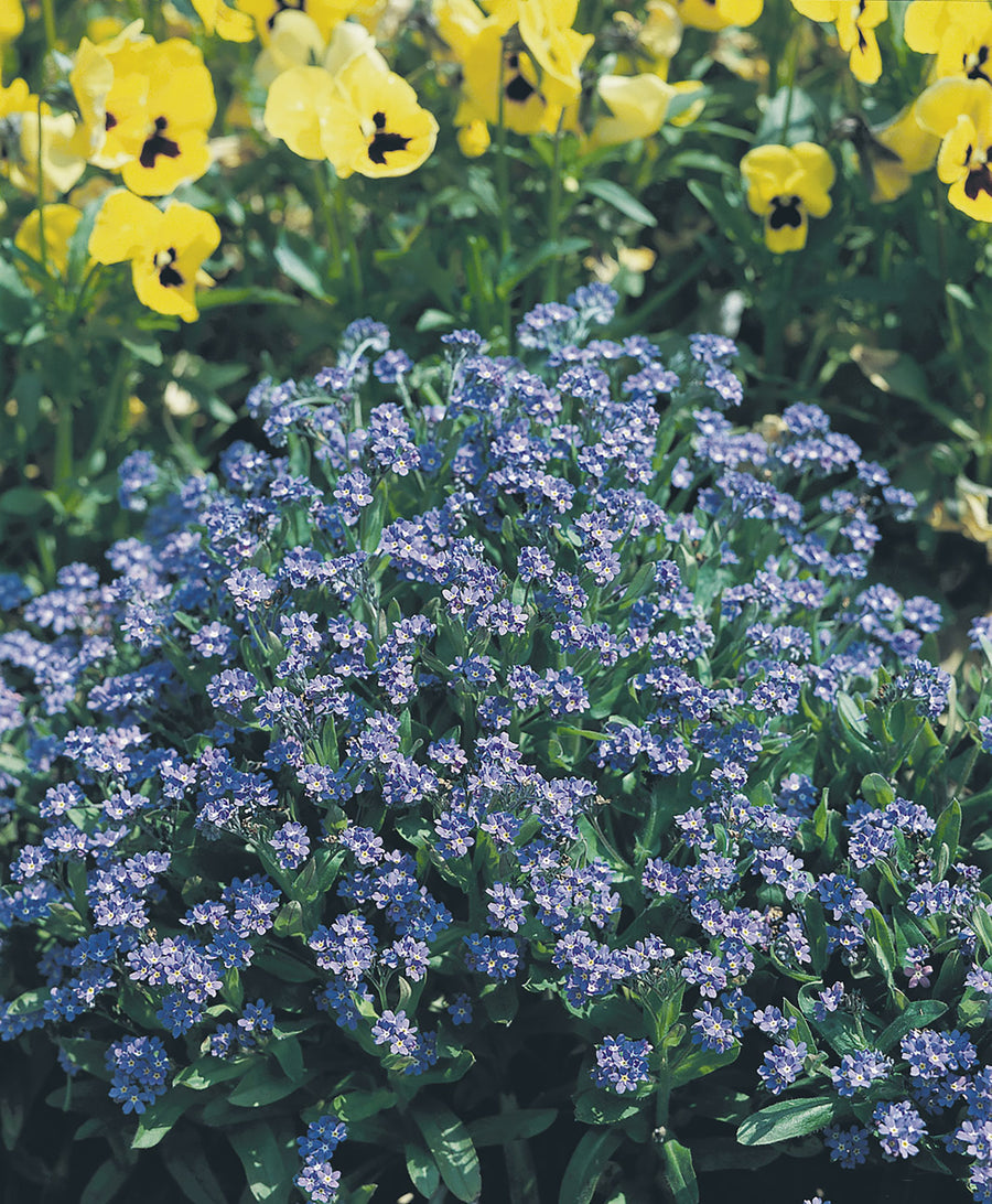 Forget-Me-Not, Indigo Blue Compact - SE