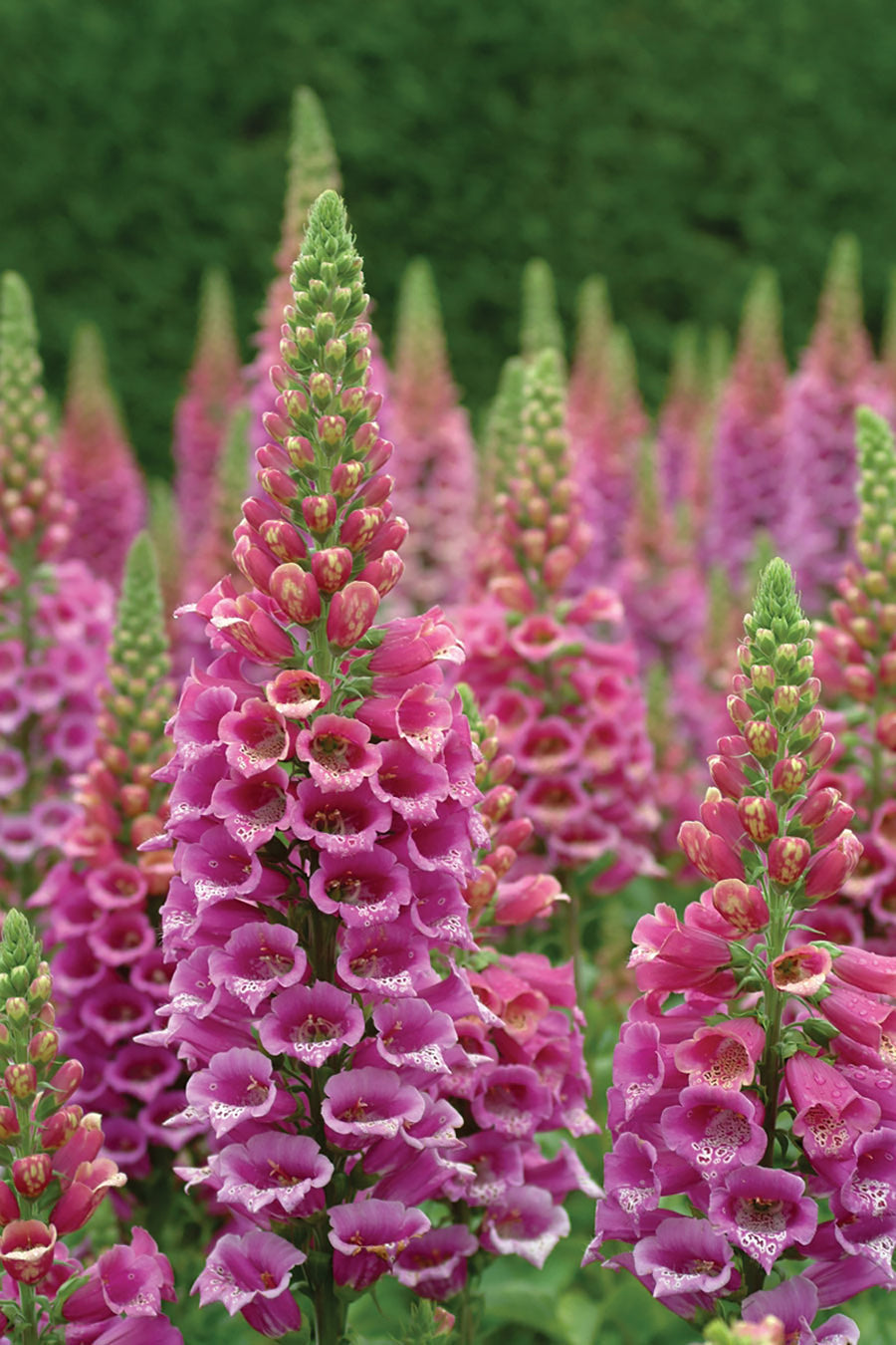 Foxglove, Candy Mountain