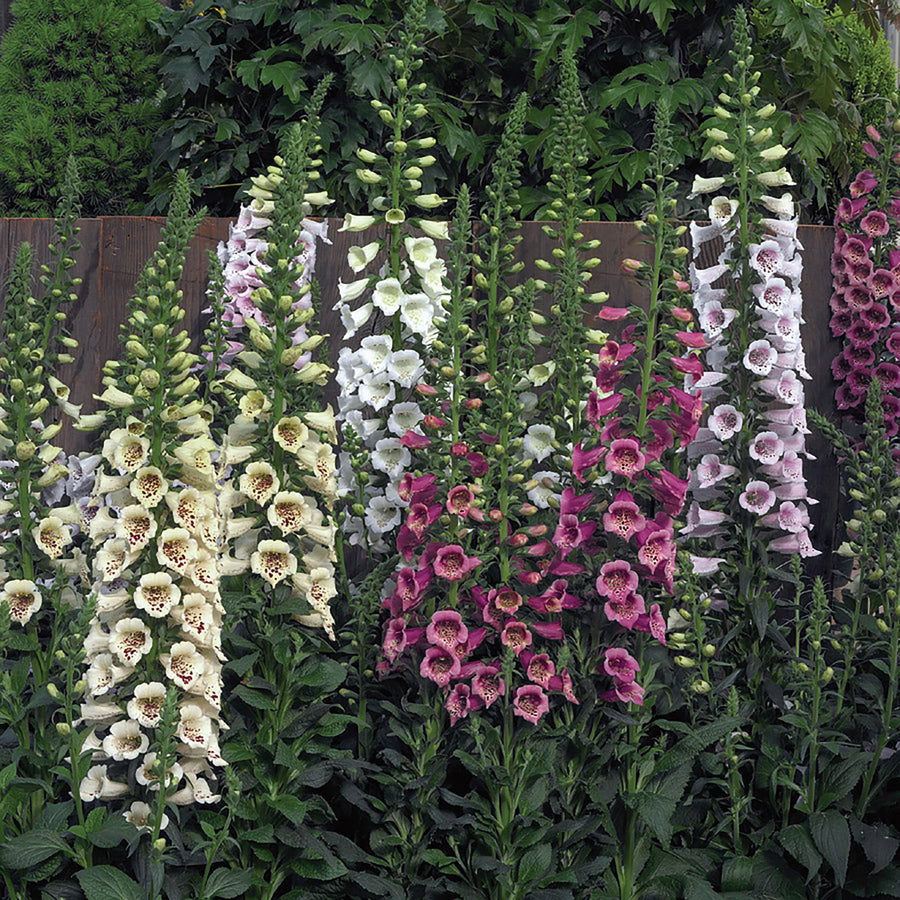 Foxglove, Camelot Mix