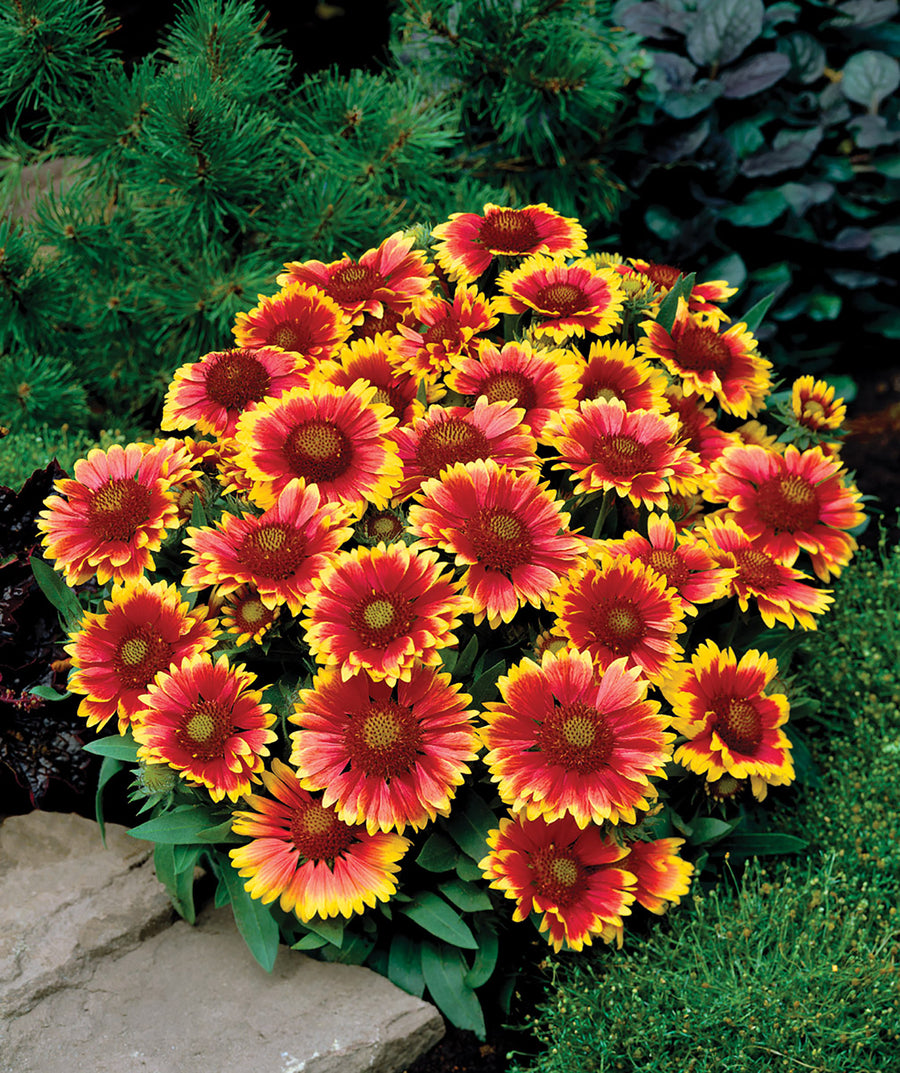 Gaillardia, Arizona Sun