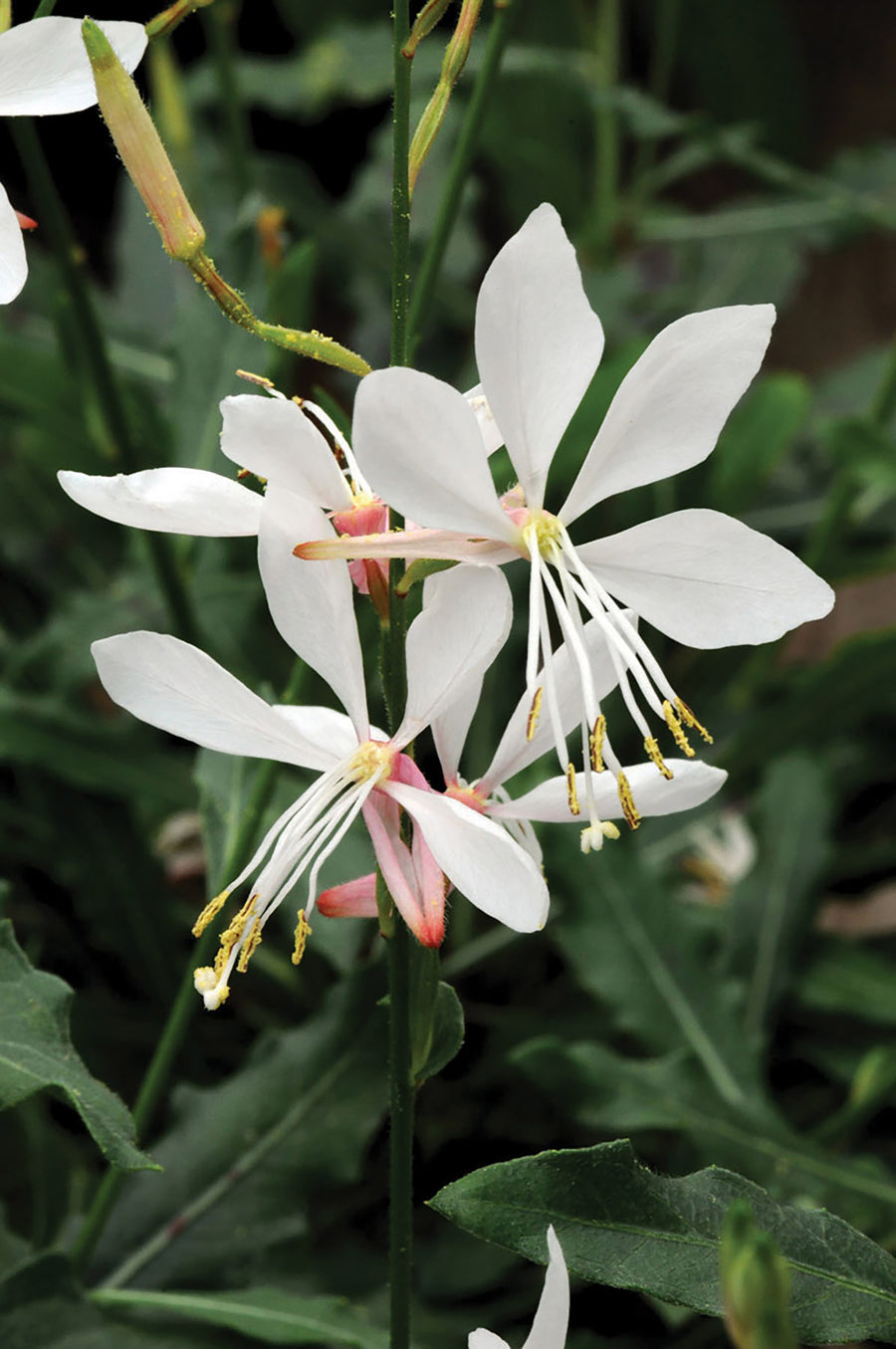 Gaura, Sparkle White