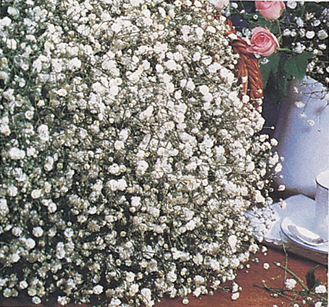 Gypsophila, Snowflake