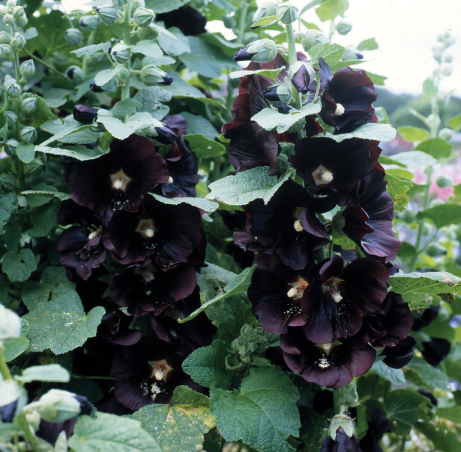 Hollyhock, Jet Black