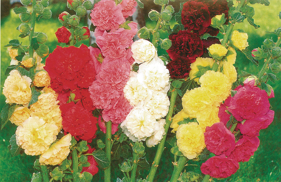 Hollyhock, Chaters Formula Mix – William Dam Seeds