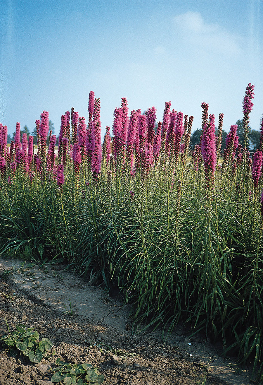 Liatris, Florist Strain Violet