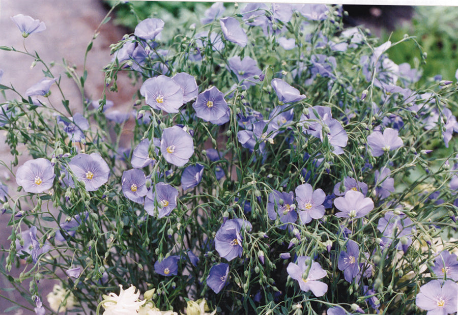 Linum, Blue Flowering Flax