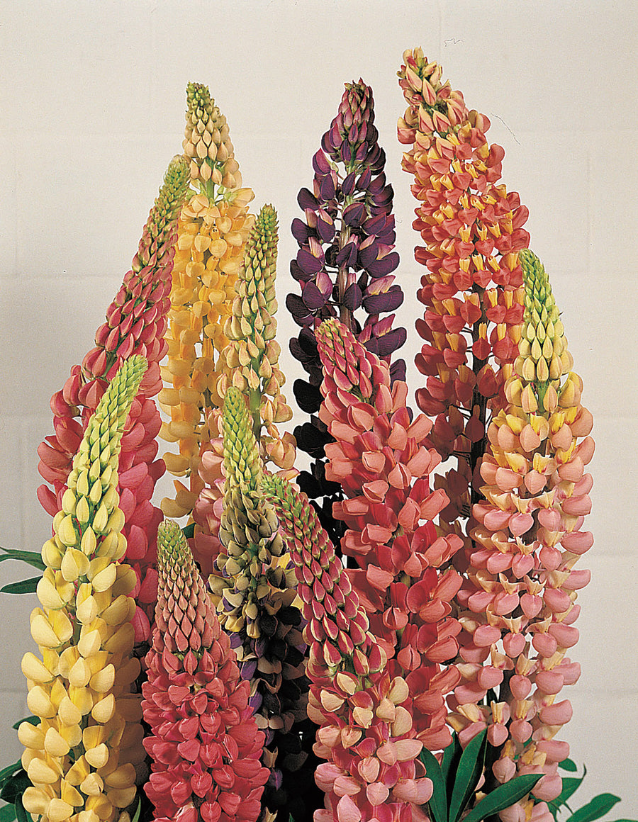 Lupins, Russell Prize Mix
