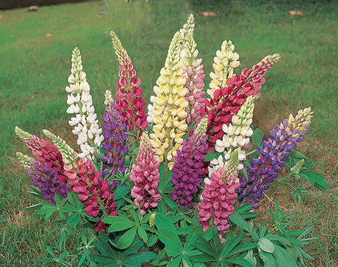 Lupins, Gallery Mix