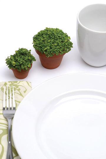 Ornamental Mint, Mini Mint