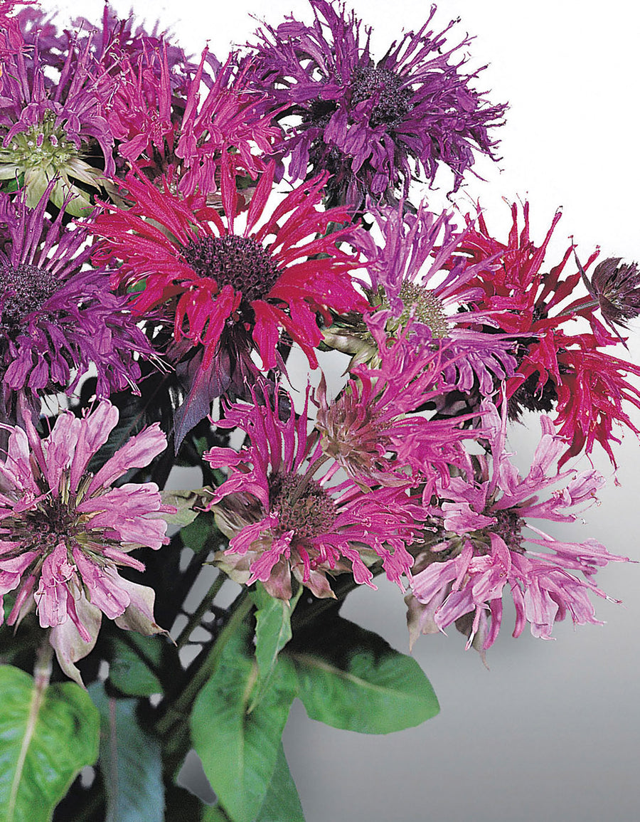 Monarda, Panorama Mix