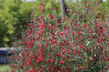 Penstemon, Twizzle Scarlet