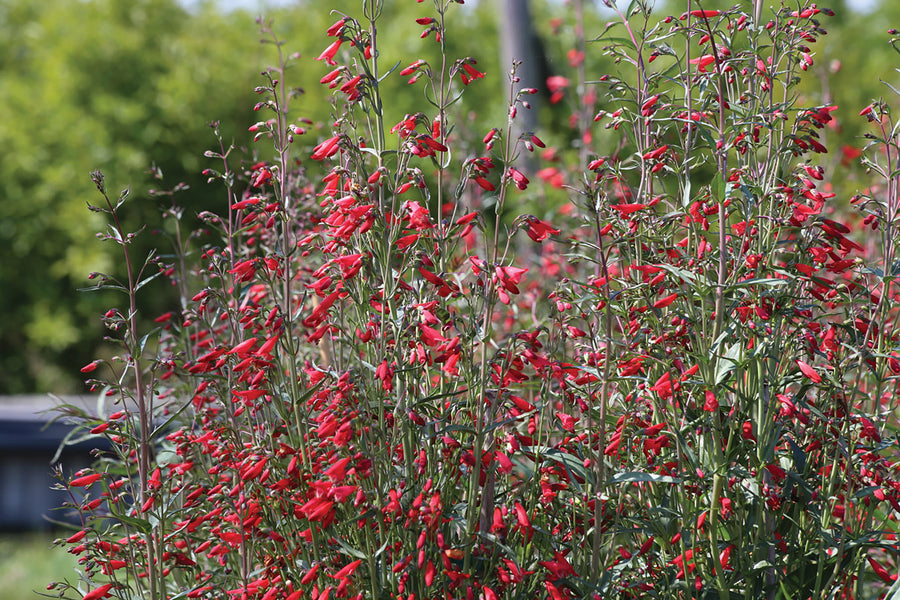 Penstemon, Twizzle Scarlet