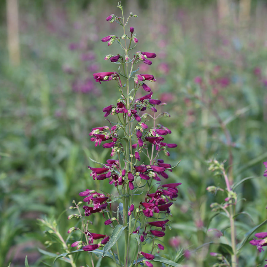 Penstemon, Twizzle Purple