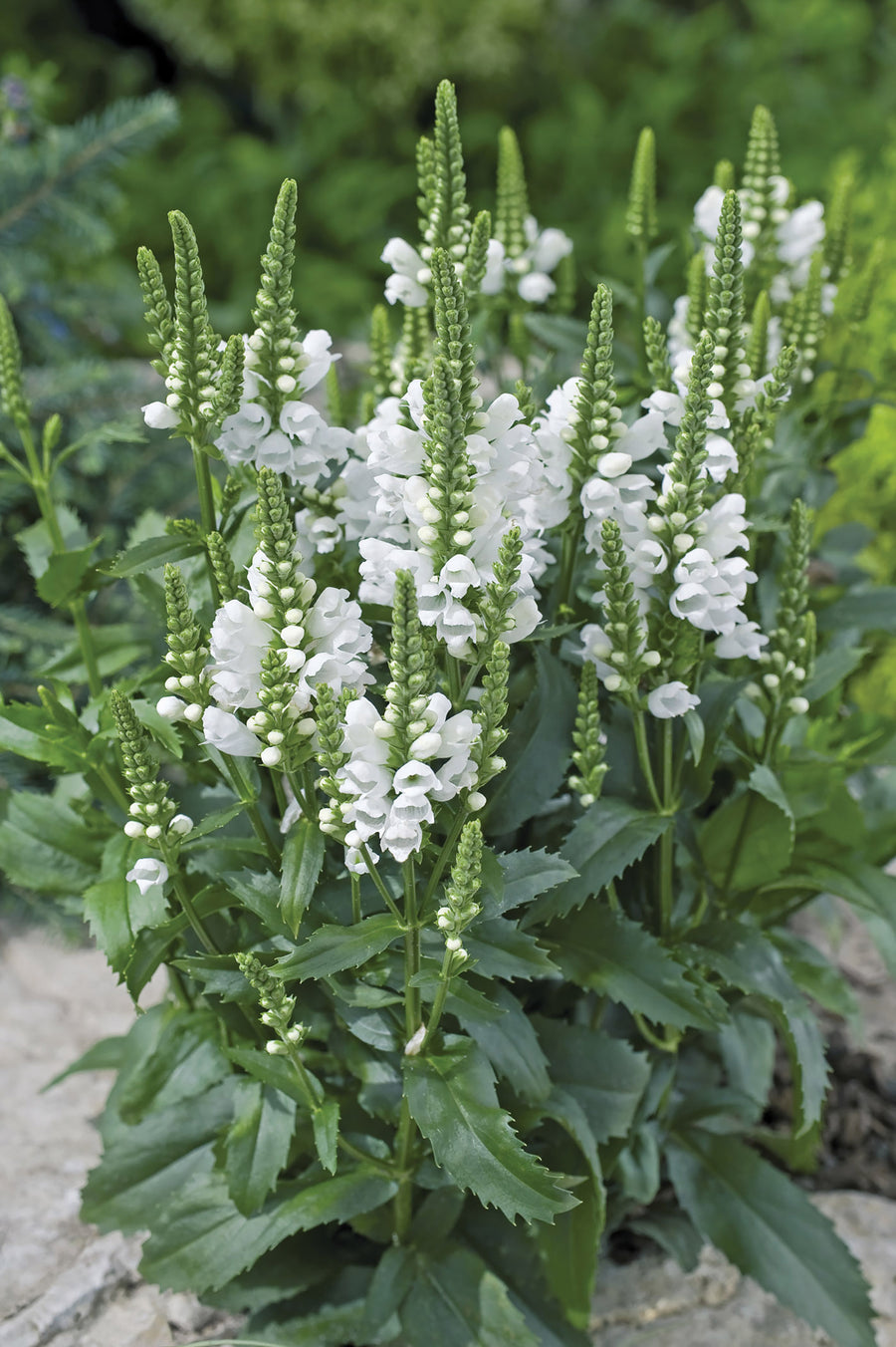 Physostegia, Crystal Peak White