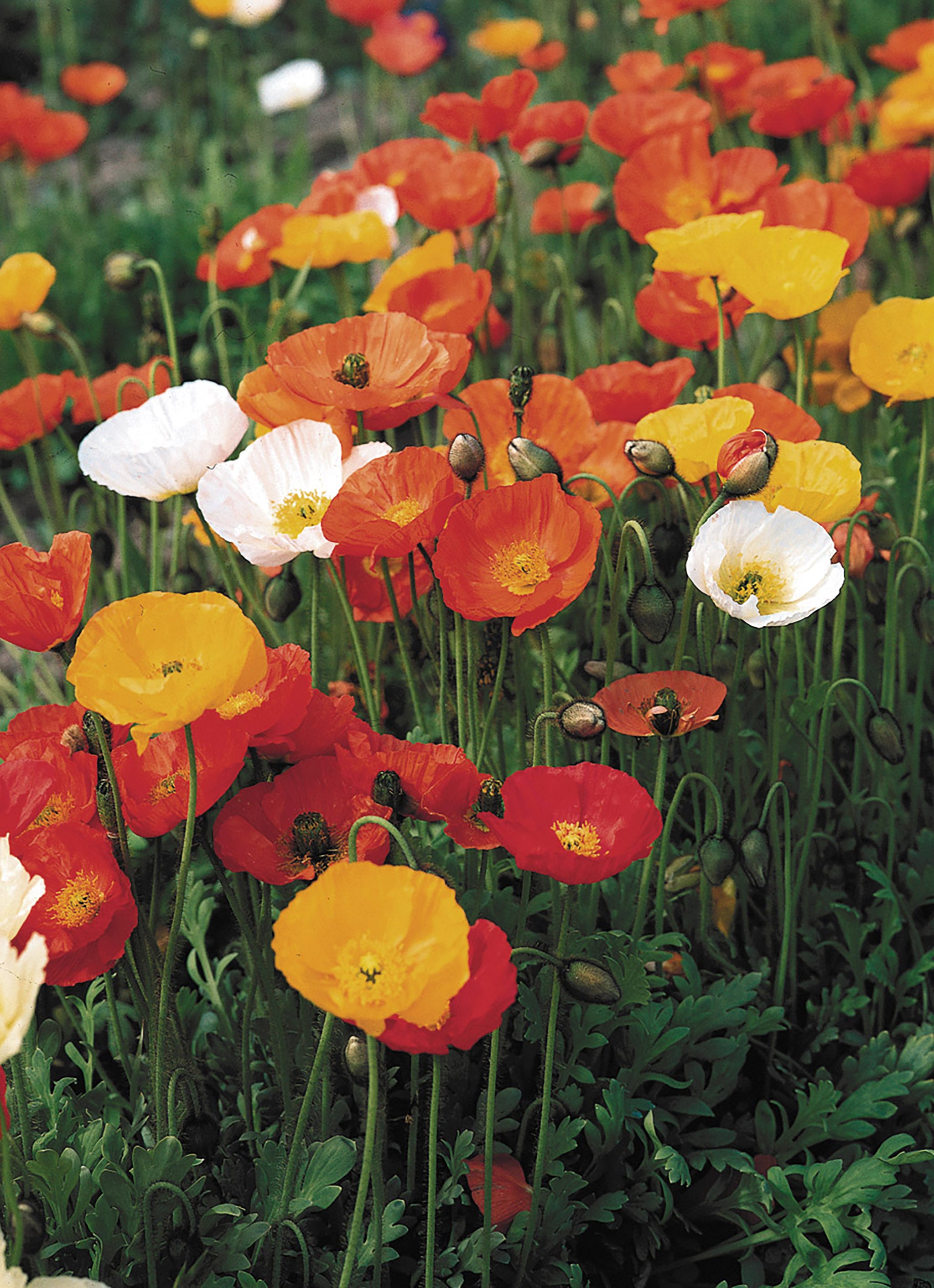 Poppy, Icelanic - Windsong