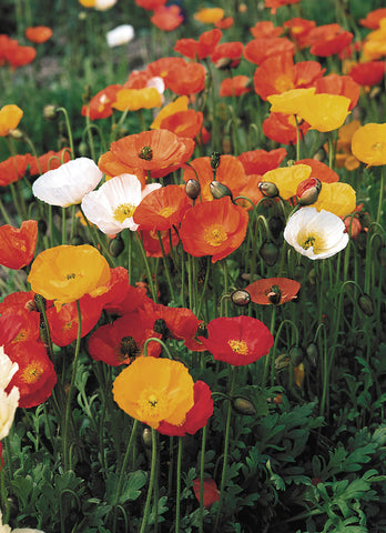 Poppy, Windsong