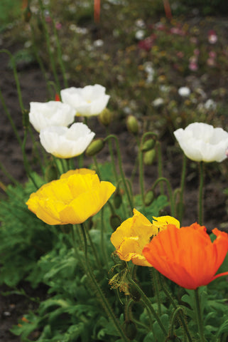 Poppy, Windsong