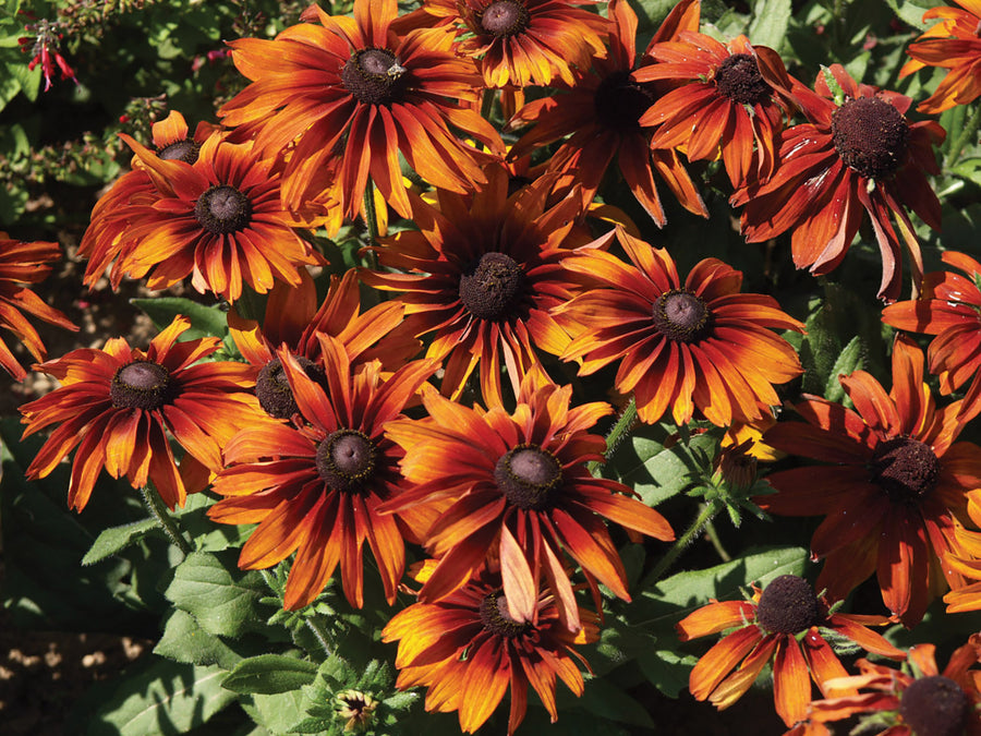 Rudbeckia, Cappuccino