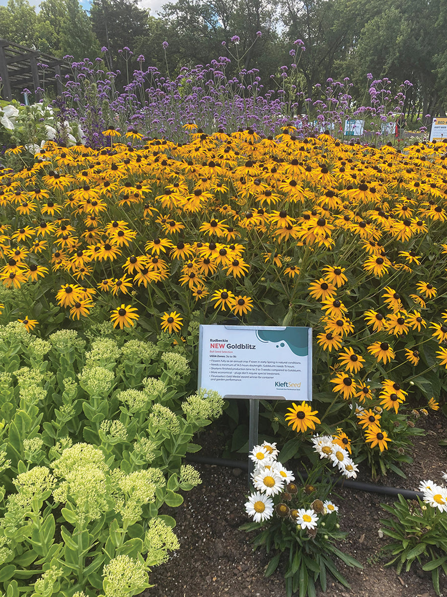 Rudbeckia, Goldblitz