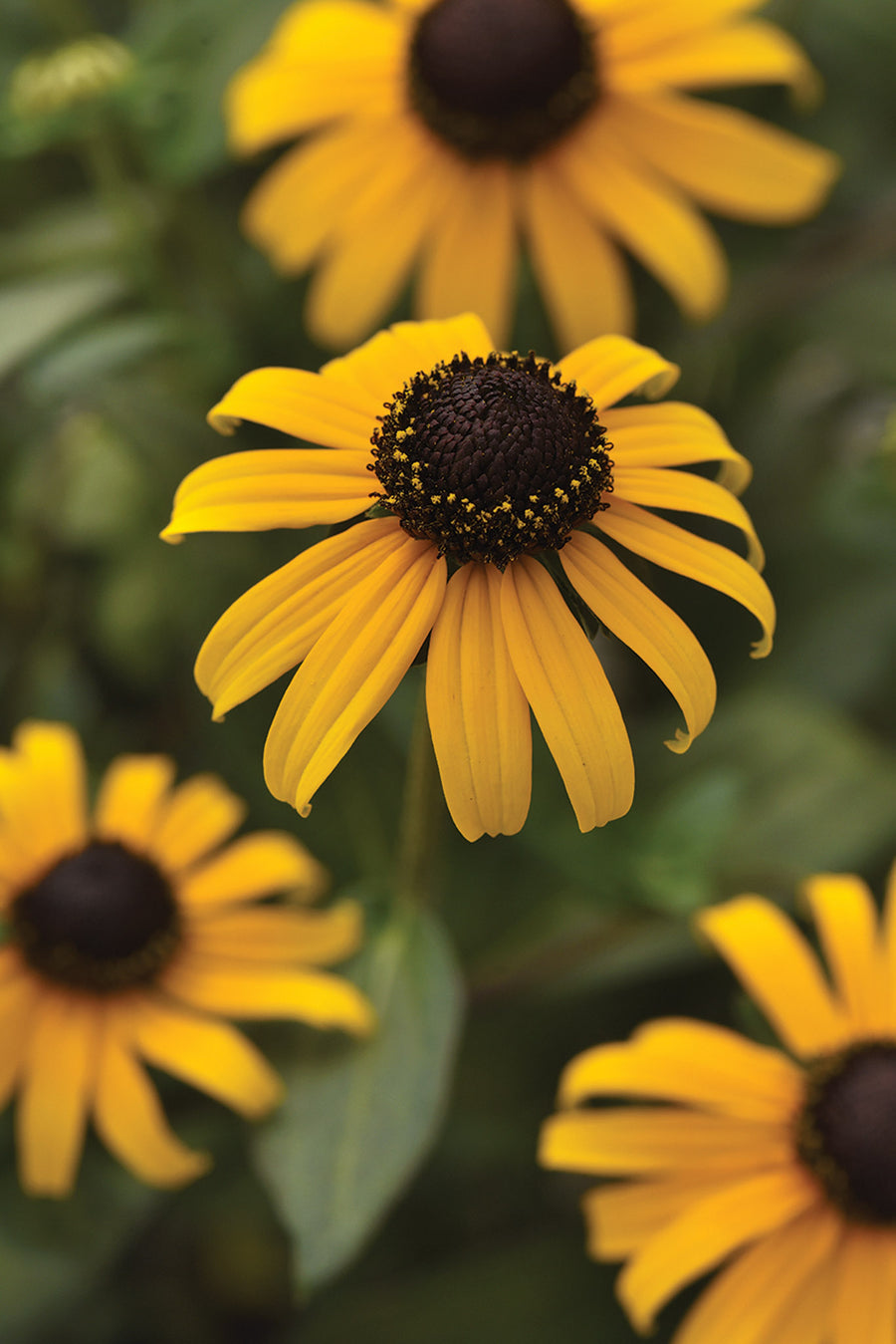 Rudbeckia, Goldblitz