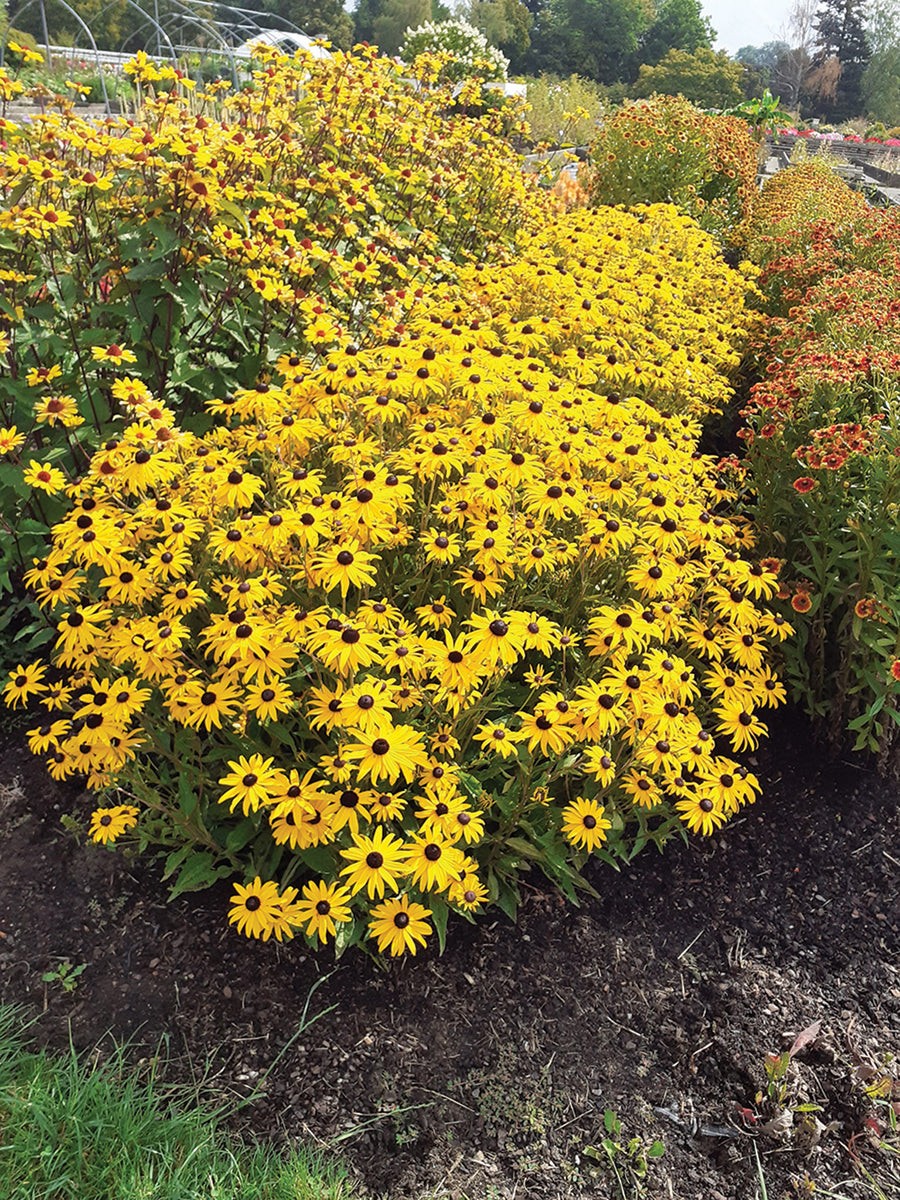 Rudbeckia, Goldblitz