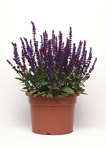 Salvia, Salvatore Blue