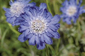 Scabiosa, Fama Deep Blue