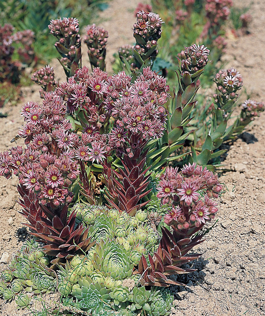 succulent hippie Sempervivum, Hippie Chicks – William Dam Seeds