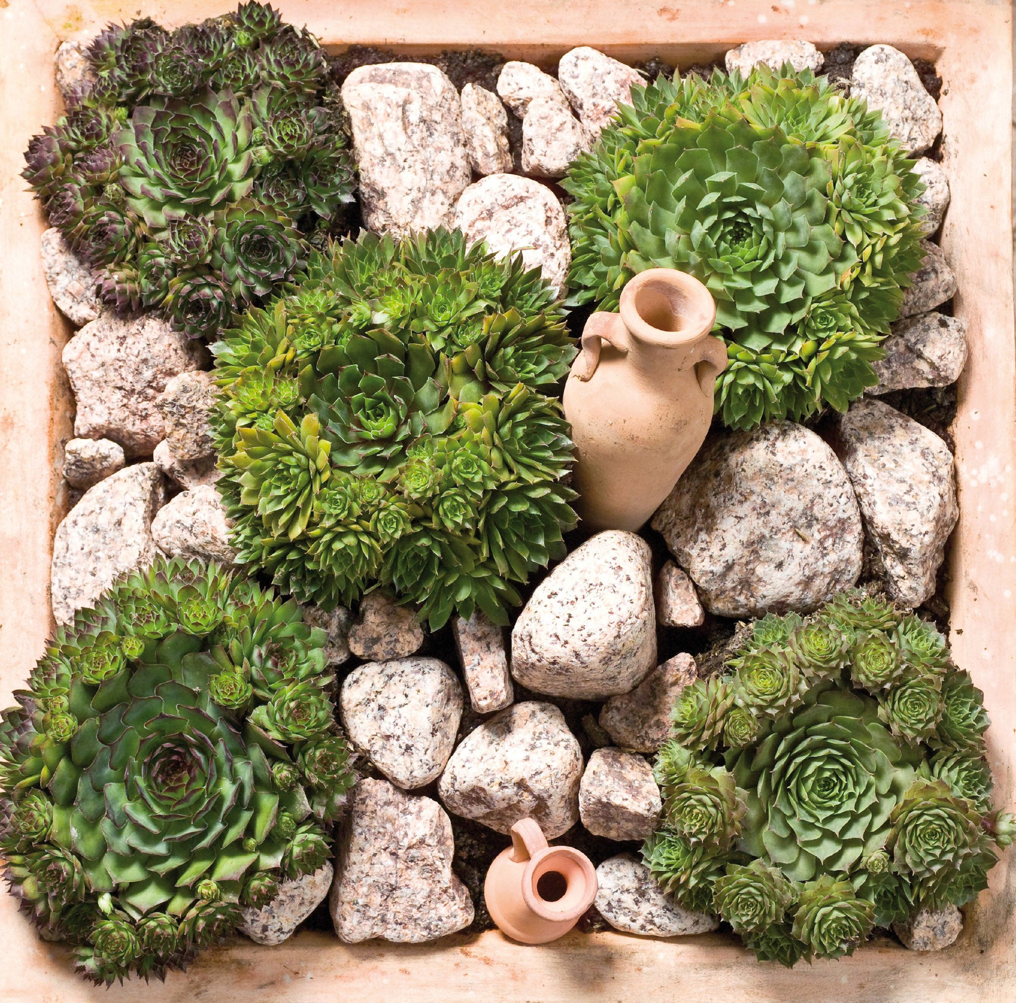 succulent hippie hanover pa Sempervivum, Hippie Chicks – William Dam Seeds