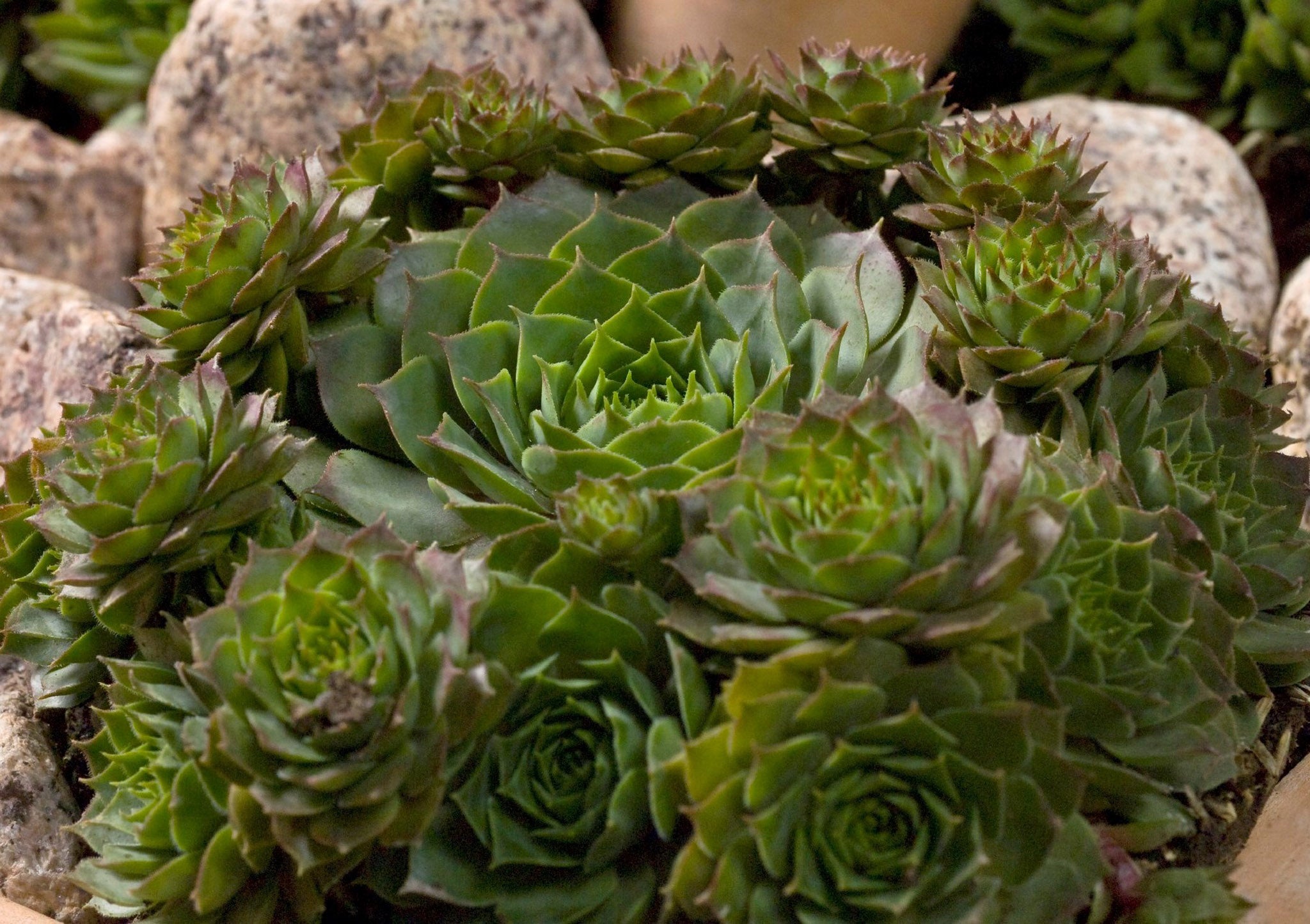 succulent hippie hanover pa Sempervivum, Hippie Chicks – William Dam Seeds