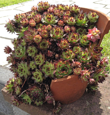 Sempervivum, Hippie Chicks
