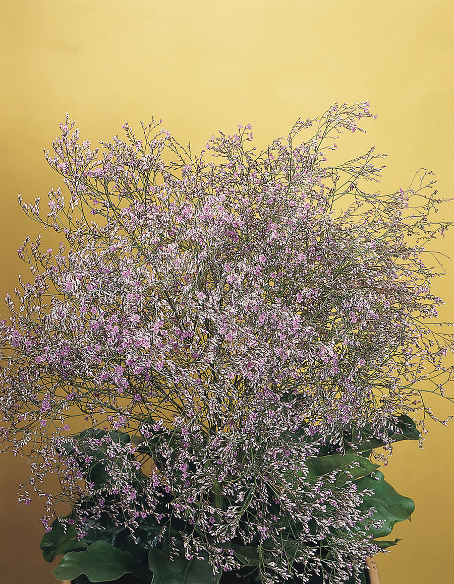 Statice, Sea Lavender:SE