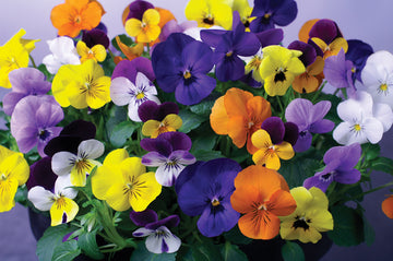 Viola, Corina Mix