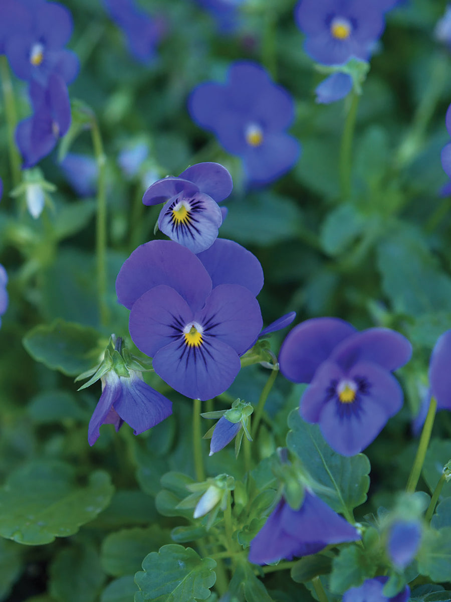 Viola, Gem Electric Blue