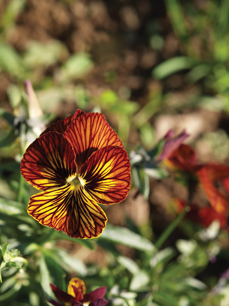 Viola, Tiger Eye Red