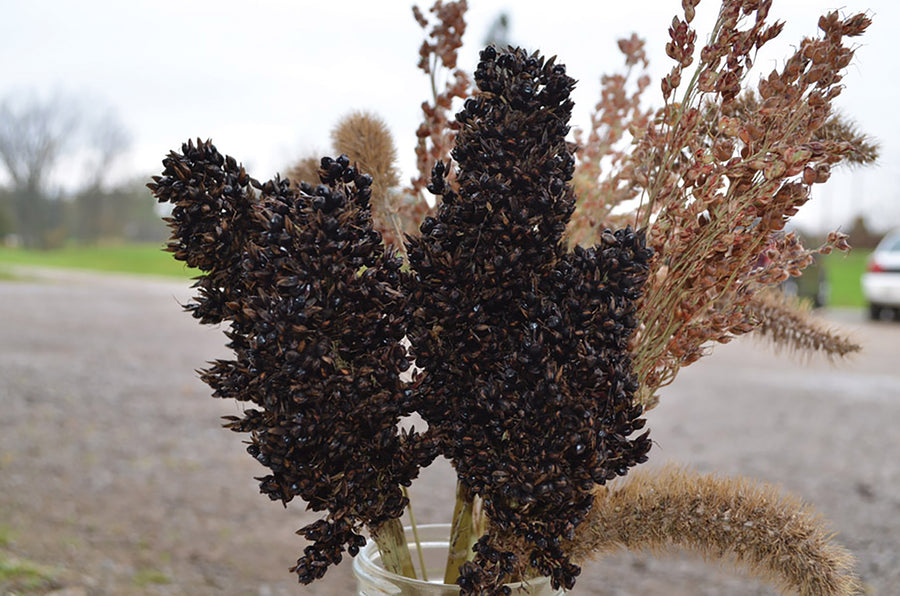 Grasses, Black Broomcorn