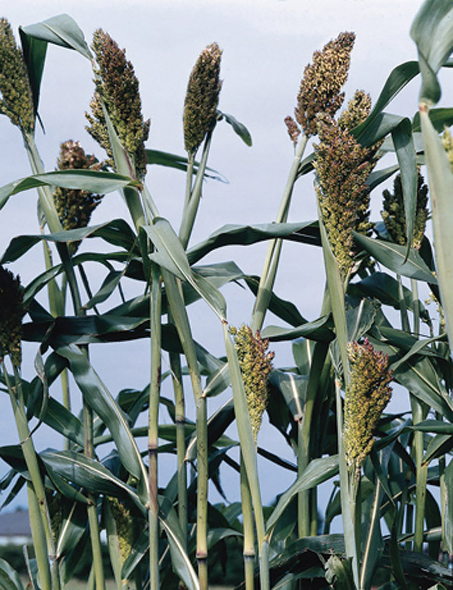 Grasses, Black Broomcorn