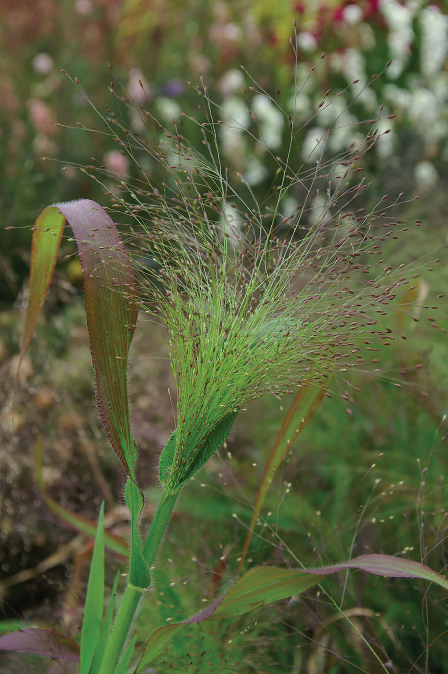 Grasses, Panicum QIS Sprinkles