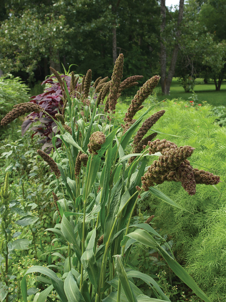 Setaria Max