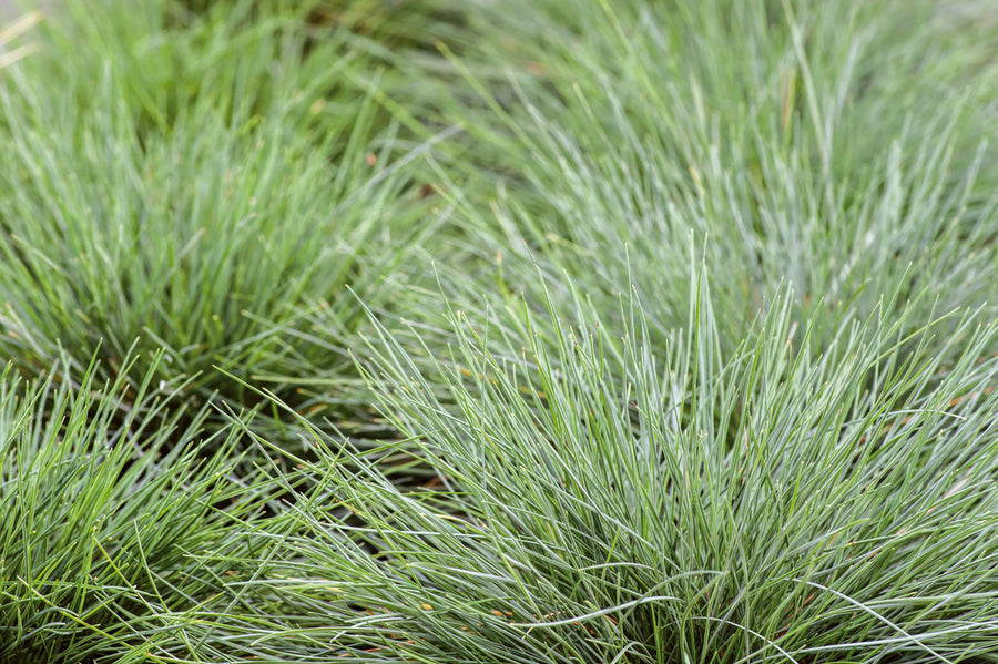 Grasses, Blue Fescue Freddy