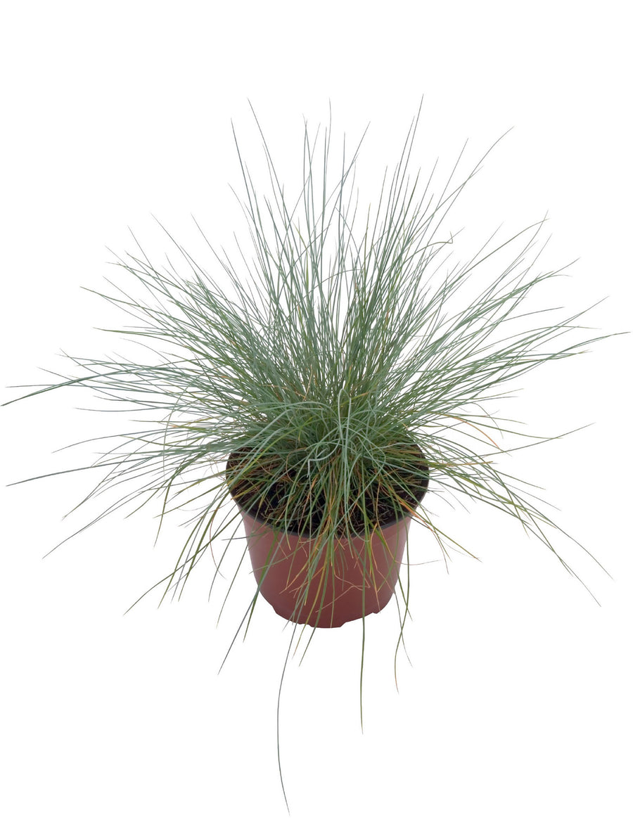 Grasses, Blue Fescue Freddy