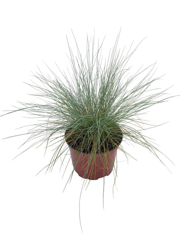 Grasses, Blue Fescue Freddy