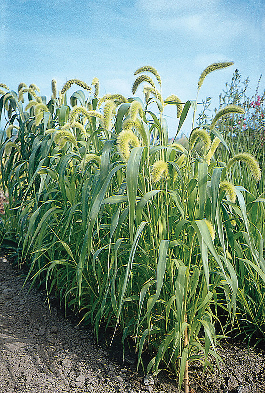 Grasses, Lime Millet