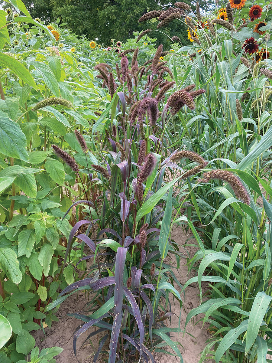 Grasses, Millet Red Jewel