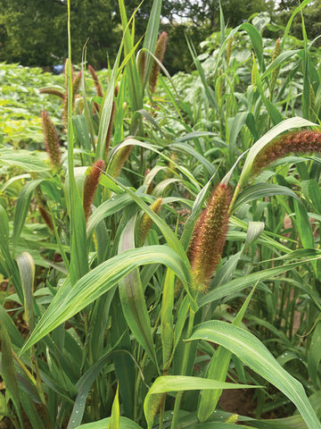 Grasses, Millet Red Jewel